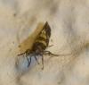 Chrysoesthia sexguttella